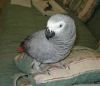 well tarined African grey parrots for re-homing