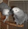 Great African congo Grey Parrots for adoption