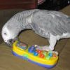 lovable african grey parrots for rehoming.