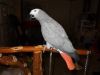 Lovely Congo African grey needs home