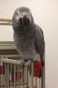 14 months old female African Grey.