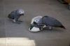 Paired African Grey parrots ready to go!!