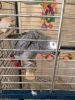 Male and Female African Grey Parrot With New Cage