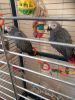 Male and Female African Grey Parrot With New Cage