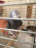 African Grey Parrot Tame and Talking