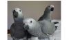 African Grey parrot pair ready now for their new homes