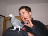 African grey parrot with certificate