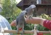 4 Congo African Greys Available