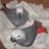 A pair Hand Raise African grey parrots for new homes.