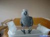 Pure african grey parrot