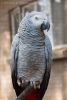 Amazing available Tame Talking Male African Grey for sale.