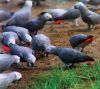xix perfect handfed african grey parrots for sale