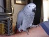 jixij lovely african grey with cage now ready