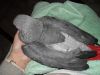 tamed talking african Grey parrots for sale.