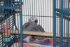 Male African Grey Parrot plus Cage