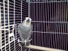 Cute African parrots for sale
