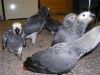 Year old African grey parrots now ready for sale