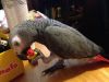African Grey Baby Parrot