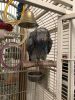 Two African Grey Parrots