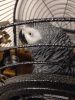 African Grey Parrot Share Tweet +1 Pin it