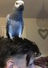 Hand Reared African Grey Baby Ready Now
