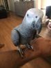 DNA Tested African Grey Parrots