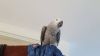 Hand Raised African Grey Parrots