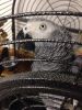 Stunning Baby Talkk AF Parrot - Rio / contact :(xxx) xxx-xxx0