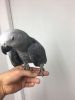 tamed grey parrots
