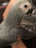 cute and nice looking African grey parrots for sale .