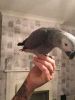 Amazing available Tame Talking Male African Grey for sale.