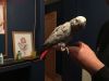 African Grey Parrot for Adoption