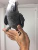 Great African congo Grey Parrots