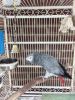 Great African congo Grey Parrots