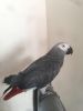 Friendly Tame Talking Congo African Grey Parrot