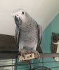 Hand Reared African Grey Parrot