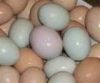 Candle Tested Fertile Eggs for Sale