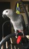 African Grey Parrots Tame & Talking with Cage