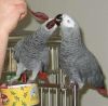 Congo African Grey Parrots (xxx)-xxx-xxxx