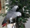 African Grey Parrots For Adoption (xxx)-xxx-xxxx
