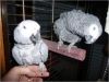 Adorable African Grey Parrot for Adoption (xxx)-xxx-xxxx
