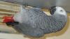 Lovely African Grey parrot