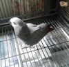 Young Congo African Grey Parrot