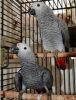 Gorgeous Talking M/F African Grey Parrots For Sale