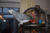 African Grey With Cage, Food And Toys, Hand Tame