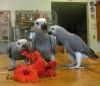Friendly Male And Female Congo African Grey Parrots