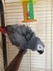 Quality Baby African Grey(no Time Waster)