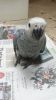 Hand Reared Silly Tame Baby African Grey Parrot