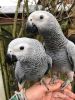 Silly Tame African Grey Parrot