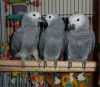 Beautiful African grey baby for sale
